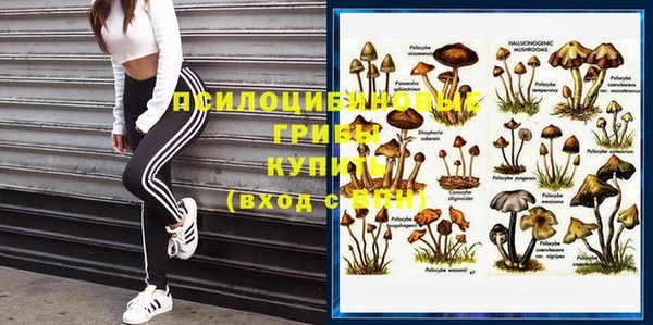 шишки Арсеньев
